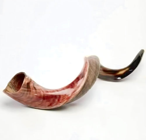 Kosher Kudu Horn Shofar made and crafted in Israel. 34 - 37 inches in length around the curve. Half polished and half natural finish. Meticulously hand-tuned for superior sound quality.