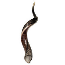 Load image into Gallery viewer, 32&quot; - 35&quot; AUTHENTIC KOSHER HALF POLISHED KUDU HORN SHOFAR - FROM ISRAEL