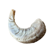 Load image into Gallery viewer, SMALL AUTHENTIC KOSHER NATURAL RAM&#39;S HORN SHOFAR - FROM ISRAEL