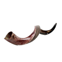 Load image into Gallery viewer, Medium Kudu Horn Shofar made in Israel.