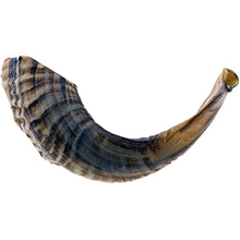 Load image into Gallery viewer, SMALL AUTHENTIC KOSHER NATURAL RAM&#39;S HORN SHOFAR - FROM ISRAEL